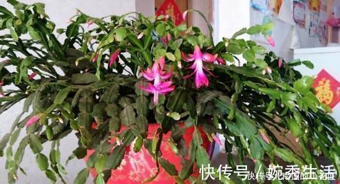 扦插|蟹爪兰开花期间叶片干瘪发蔫，花苞打不开，可能是这两点没做好