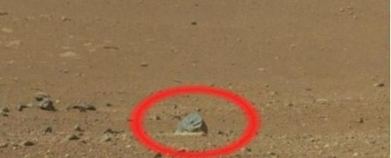 火星探测车新发现：疑似拍下一只“海豹”，NASA似有隐瞒