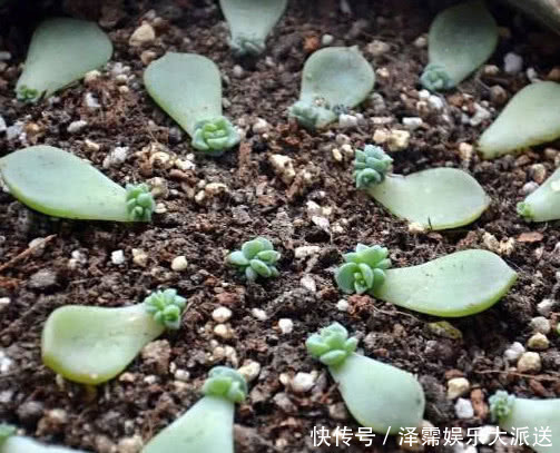 旺盛|多肉白牡丹如何叶插教你3个小步骤,叶插后快速生根长势更旺盛