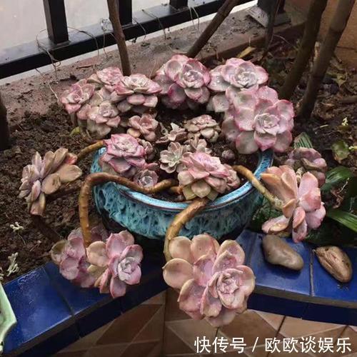 多肉变老桩那要十几年，千金都难换！便宜的那叫“伪老桩”