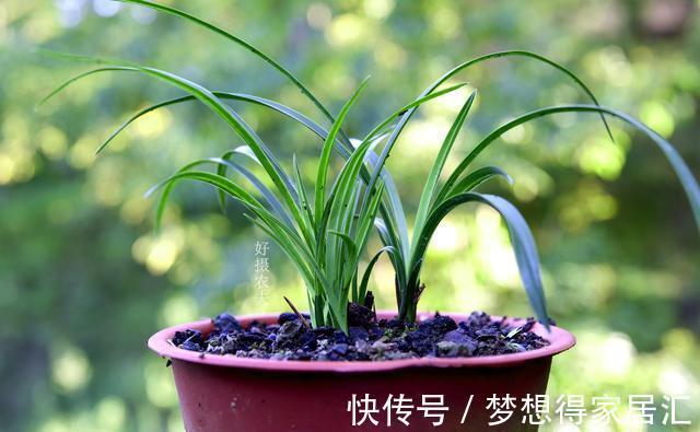 兰友|秋天养兰花最怕什么？犯了这3条禁忌，兰花就很难越冬