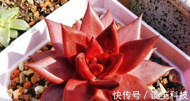 适合新人养殖的5款多肉,它们好看又易爆盆,拿来练手正好