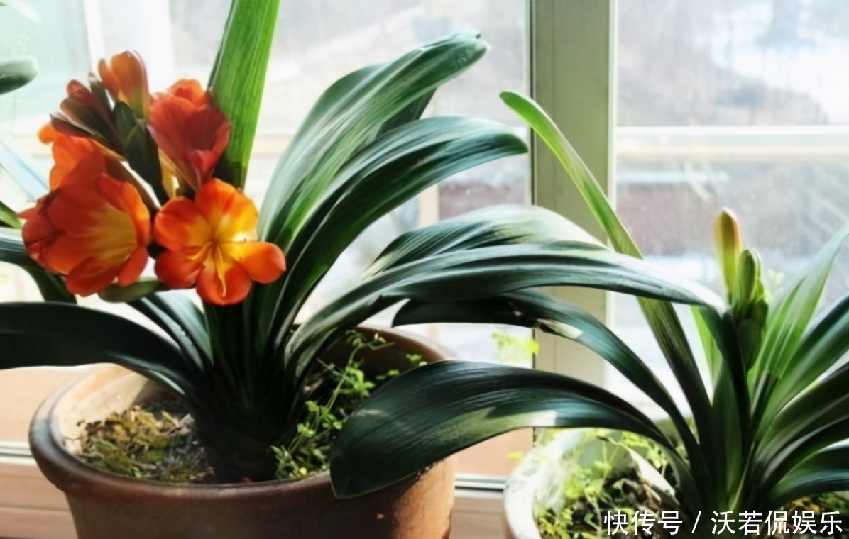 别郁闷,君子兰盆栽不开花了,满足4个条件,花开得停不下来