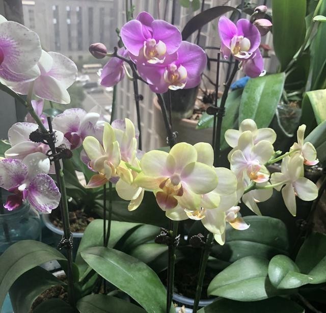  长势|给蝴蝶兰喷点它，长势旺盛，花期超长