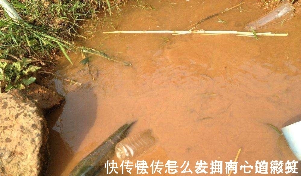为什么野池塘里会自己长出鱼?鱼从哪来?这是我听过最科学的解释