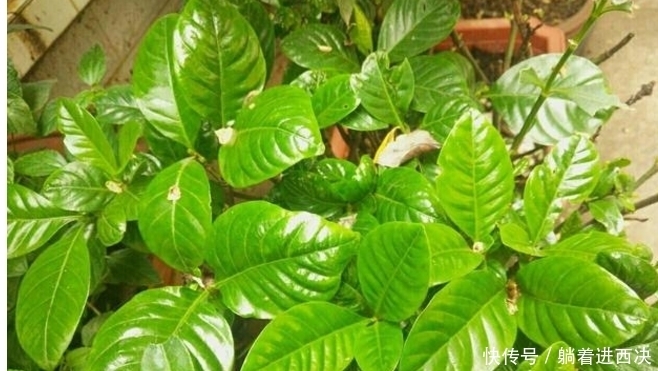 家里养杜鹃、山茶、栀子花,用点几毛钱的它,马上绿油油、花苞多