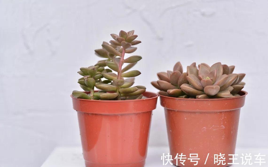 园艺新人小白可放心盆栽的多肉植物:红宝石,漂亮又好活