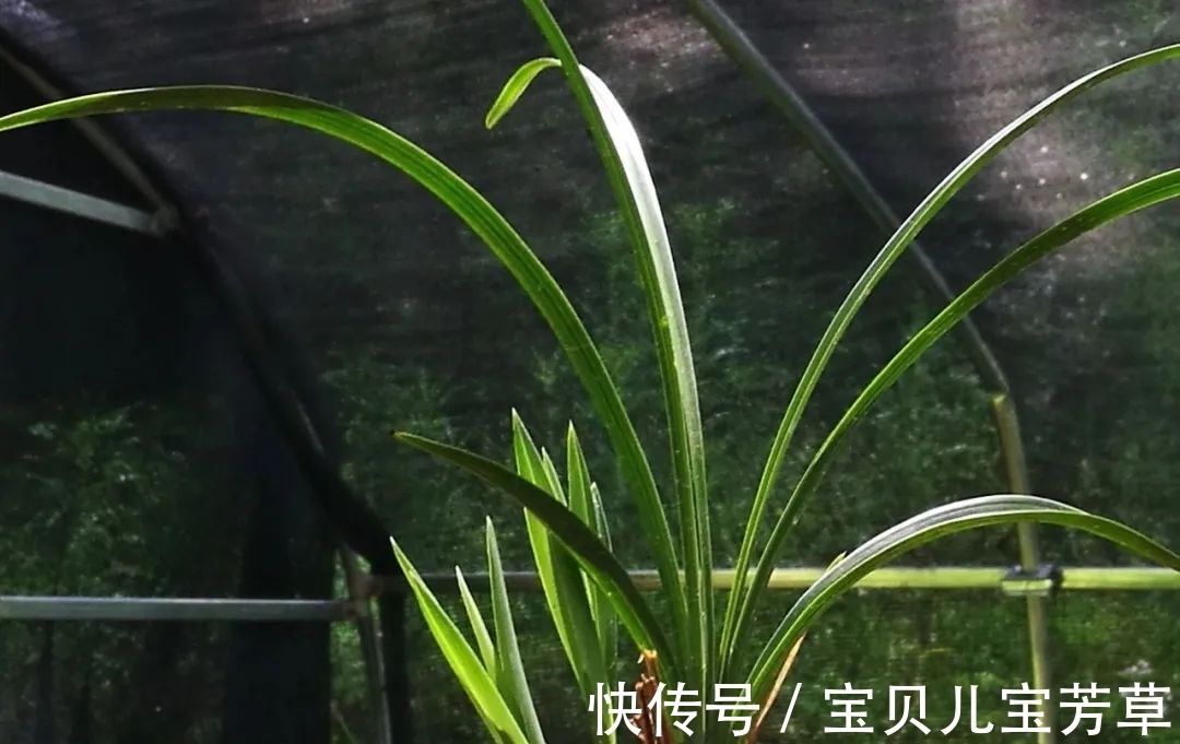 刚买的兰花怎么种？4种常犯的错误，新手兰友要学会避免