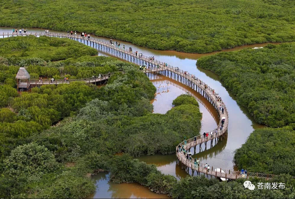 海湾|海上生红树，鹭鸟共翩跹！苍南打造中国北缘最大海湾红树林湿地