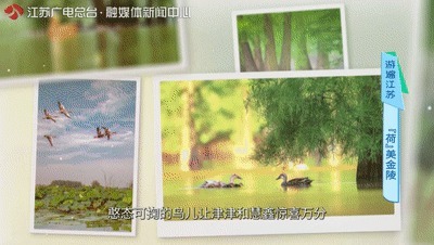 一半灿烂嫣红,一半明媚鹅黄!万里挑一的睡莲冠军,这里都能看到