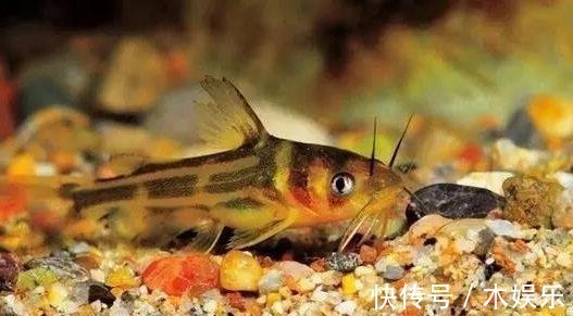 现在正是钓黄颡鱼的好季节,但你没技巧就只能当“空军”