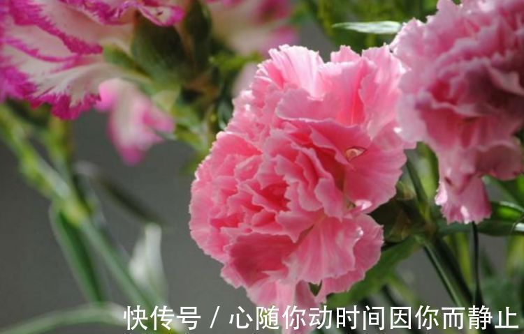 4种花现在养刚刚好,夏天开花很漂亮,阳台养几盆,变成花海