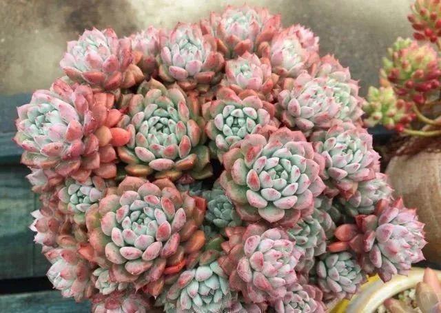 这花就得饿着养,盆越小、水越少,反倒长得更来劲!