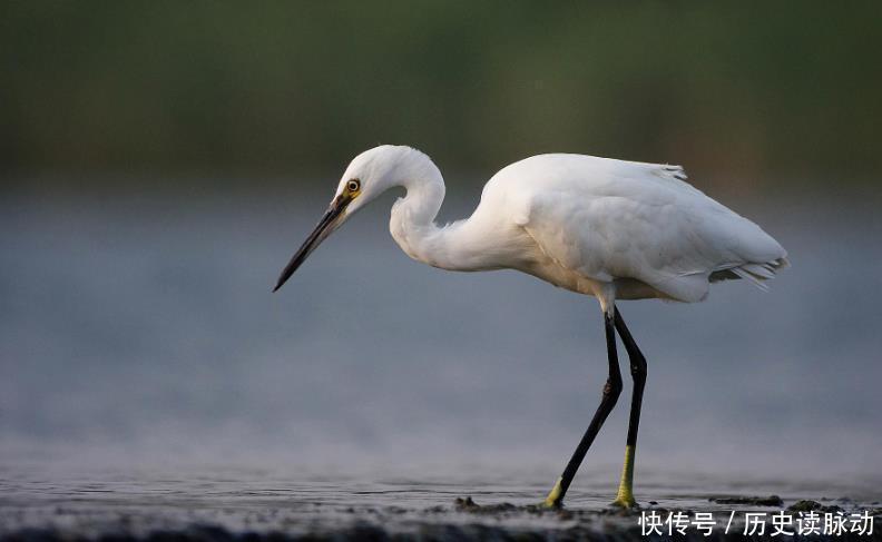 大会|诗词大会考苏轼“寂寞沙洲冷”,百人团34人答错,这题出得有水平