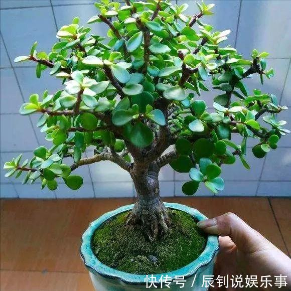 7种“富贵花”,客厅养一盆很合适,越养越值钱,能活一百年