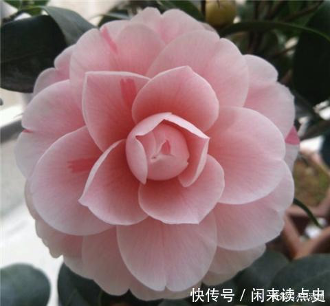 天冷了,茶花别着急搬进屋,低温“冻一冻”开花更旺