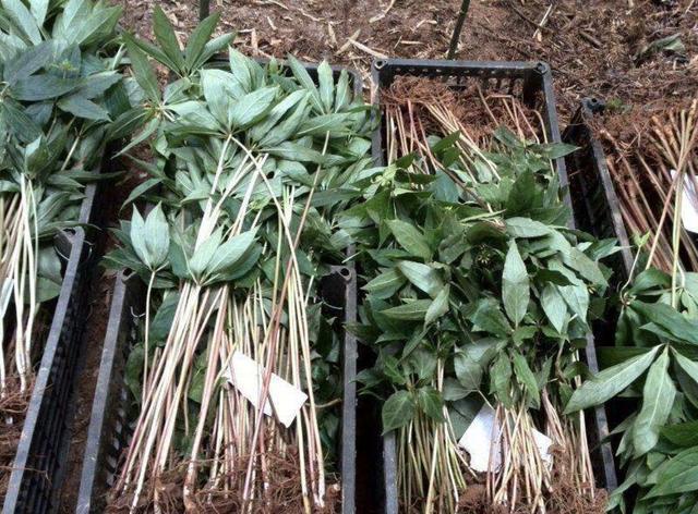 阳台上|“珍贵”的1种野草,在竹林里“不显眼”,殊不知,280元1斤