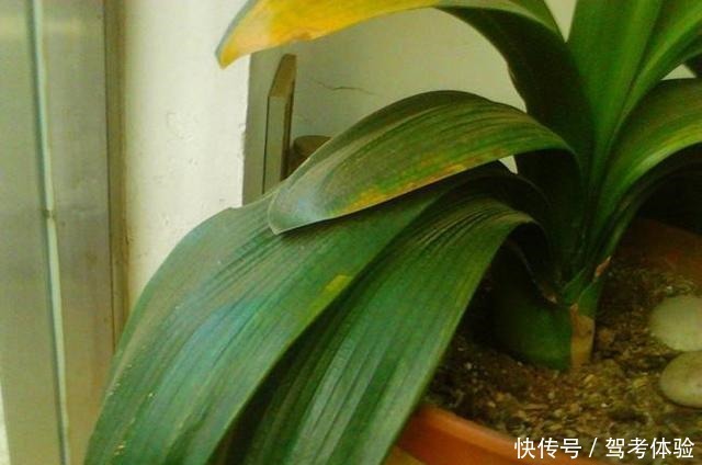 养君子兰看“叶子”,水多水少有信号,养起来方便多了!