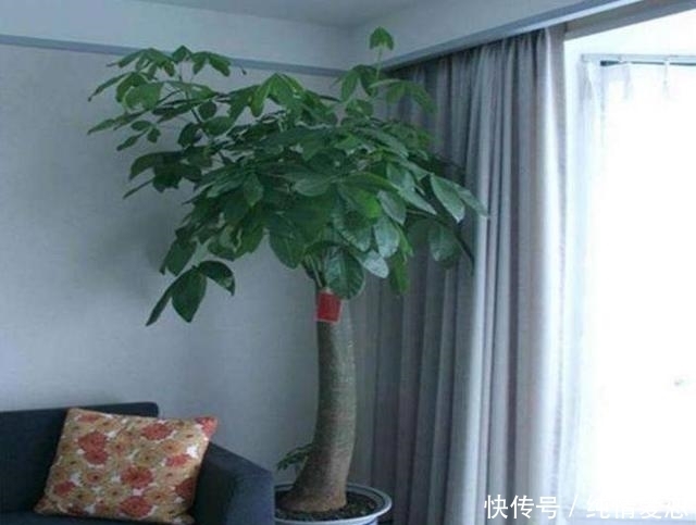 空气|家里养花别乱养,养这3种花养人又“旺财”,清新空气又好看