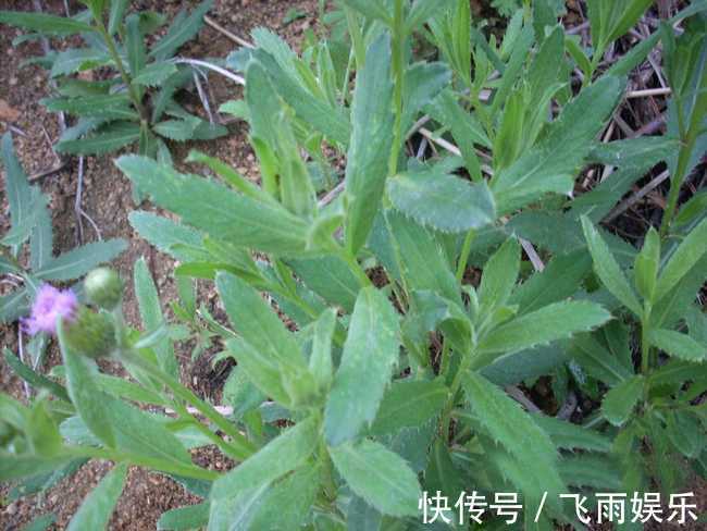 野草|农村无人问津的野草,能清热解毒,止血凉血,降血压,你认识吗