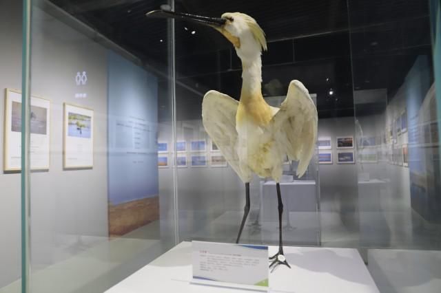  乌梁素海|“大美乌梁素海·鸟类生态艺术作品展”18日在内蒙古自然博物馆开展