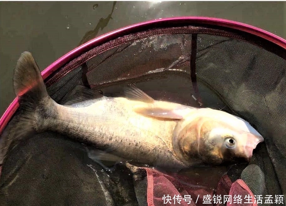 鲢鳙|钓鲢鳙用手竿拉鱼才带劲,这几点做好,不是你拉鱼,就是鱼拉你