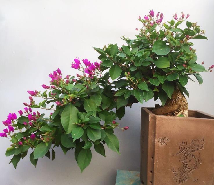 营养物质|摘掉残花后,三角梅迟迟不发新芽,是哪里出问题了?难在此3处