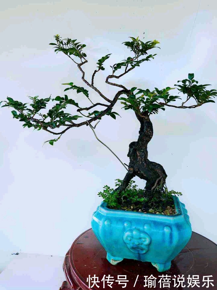 养护黑骨茶盆景,注意5个事项,不黄叶卷叶,枝繁叶茂好造型