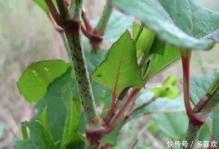 农村这种野草叫做“酸筒杆”，有人吃完直言忘不掉，有人没吃过