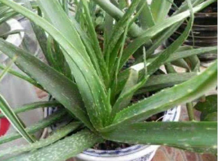 “旺运又招财”的4种花,家里养1盆,添福添财添喜庆