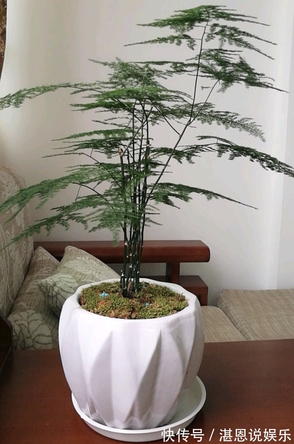 黄叶|养文竹总是黄叶,找准3个原因,长得茂密旺盛,变成“翠绿球”