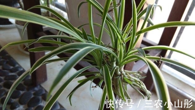 修剪|吊兰怎么养才能更旺盛