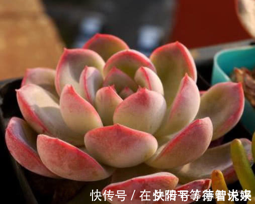 吉娃莲|多肉红边月影怎么养教你3个小妙招,种出最红润璀璨的红边月影