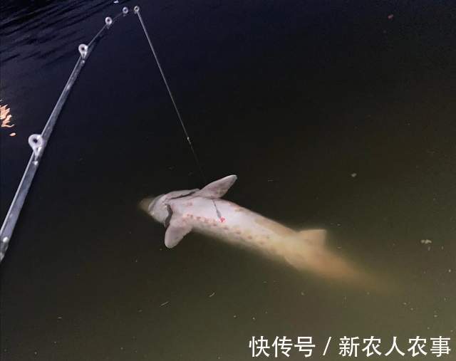 湖北一男子罕见钓获大鱼，发网上炫耀摊上事了，网友：可狱不可囚