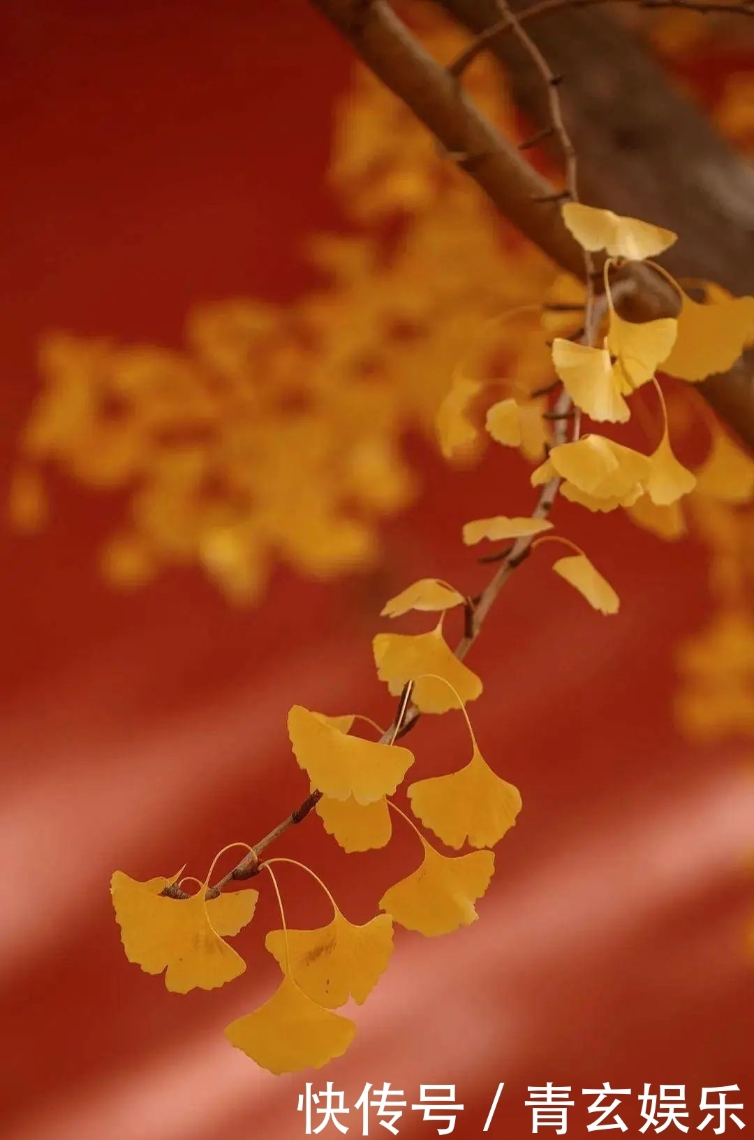 黄杏|故宫的红墙黄杏,除了汉服外,国风Lolita中西结合独一无二的美