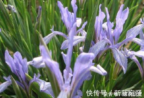 艾里斯|4种花沾土就活,开花又大又艳,比牡丹美,比绿萝好养