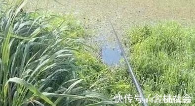 水草处|秋钓草边“三钓”、“三不钓”，用好了总有一次要爆护