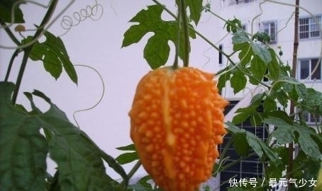 毒素|每天晚上当零食吃一个，皱纹少了，皮肤白嫩了，身体毒素也干净了