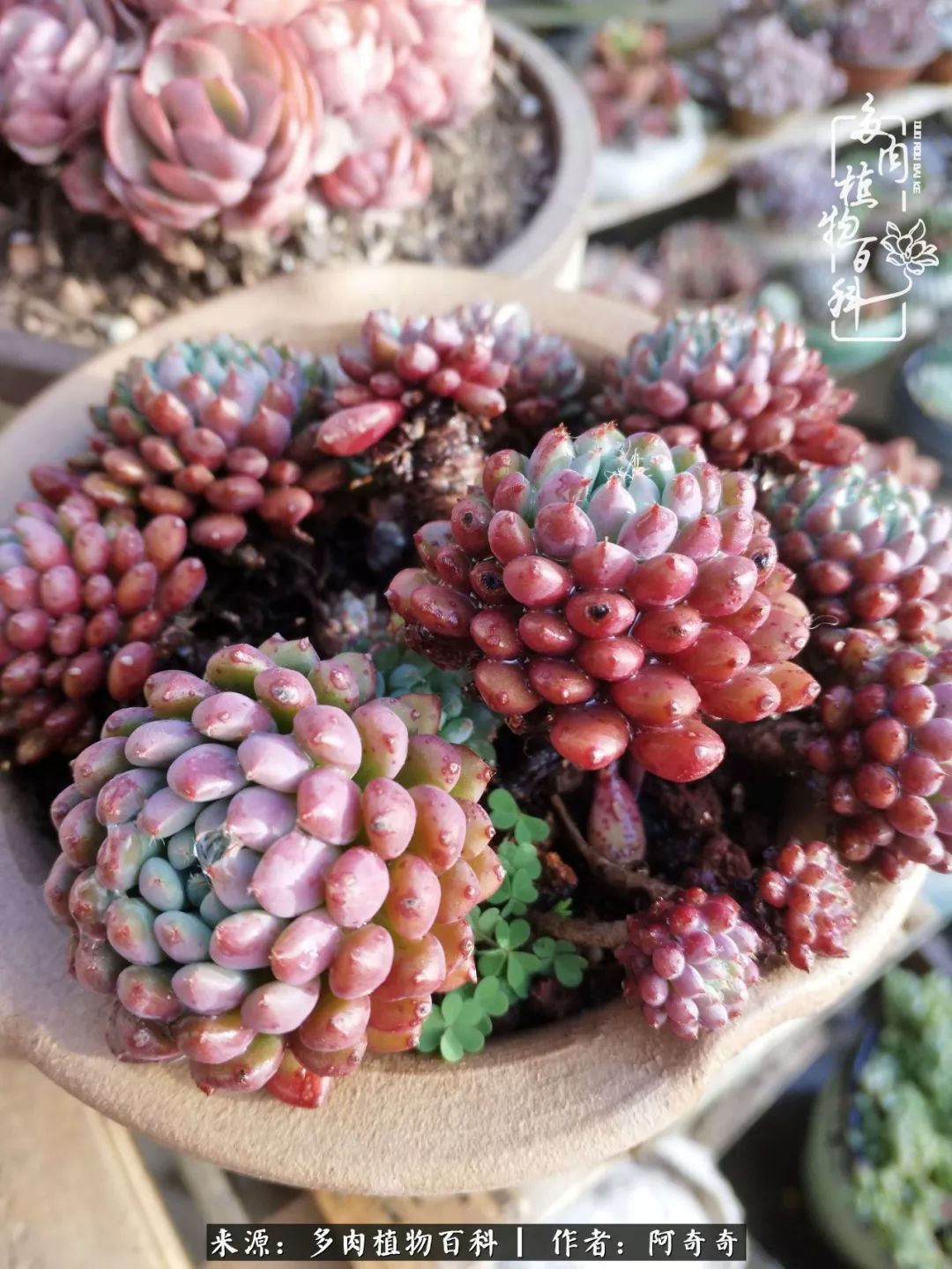 静心养多肉，只是为了在成人的世界里随波不逐流！