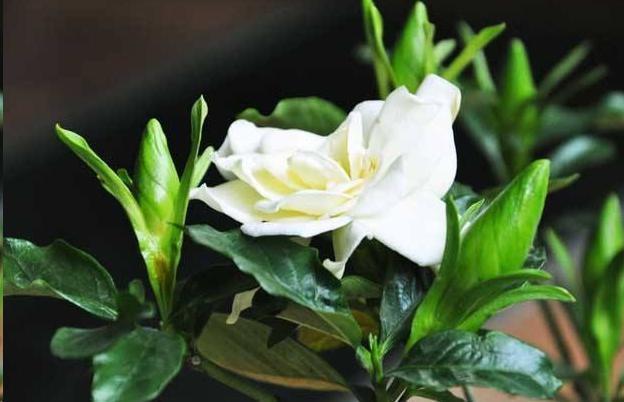 杜鹃花|月季花杜鹃花栀子花总是养不活教你一招,连开3个月!