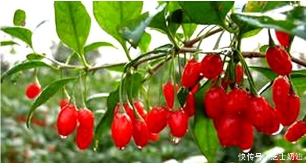 水泡|枸杞是用温水泡还是开水泡?很多人泡错了,难怪喝了容易上火!