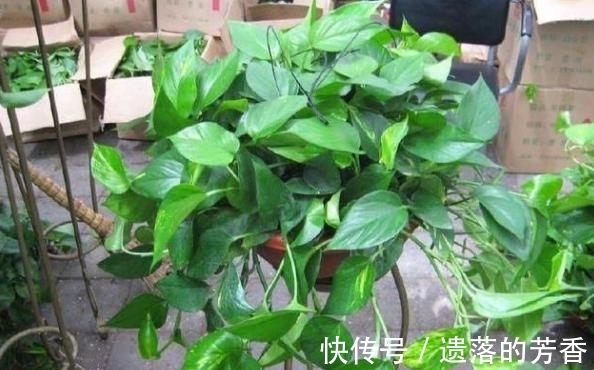 花土|养花浇水后,多注意此3点,轻松“躲避”积水烂根困扰