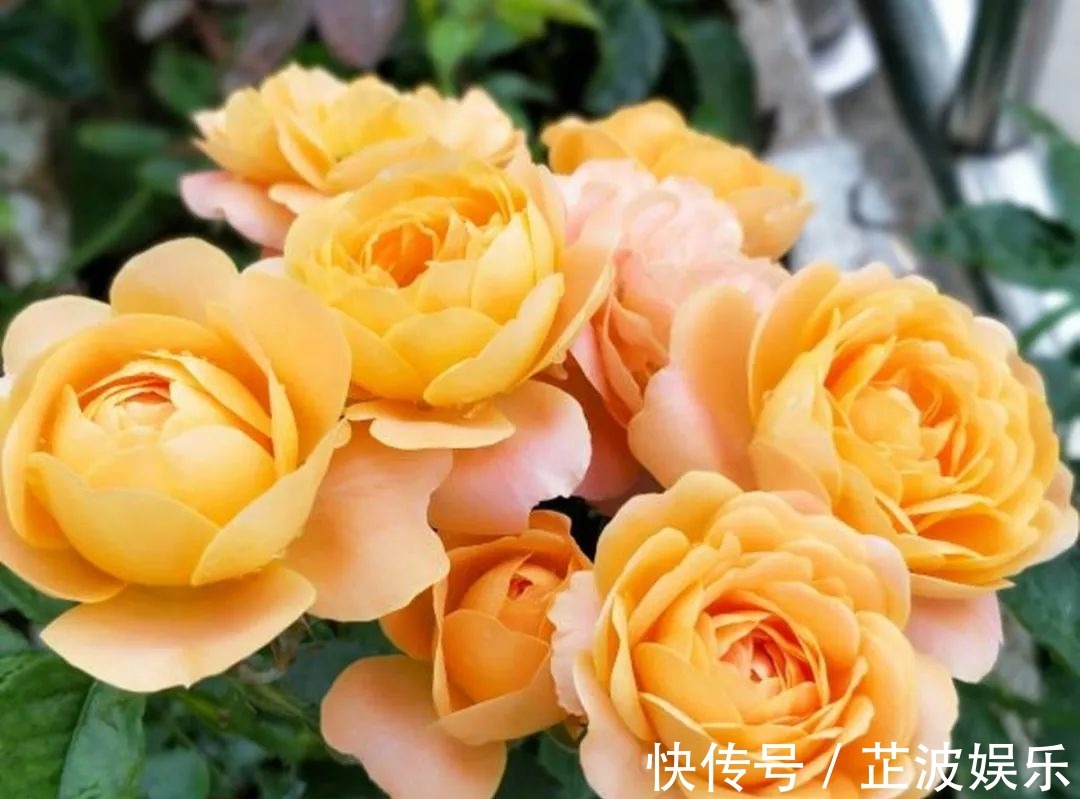 绿萝浇啤酒,文竹来勺糖,1个月嗖嗖长2米!