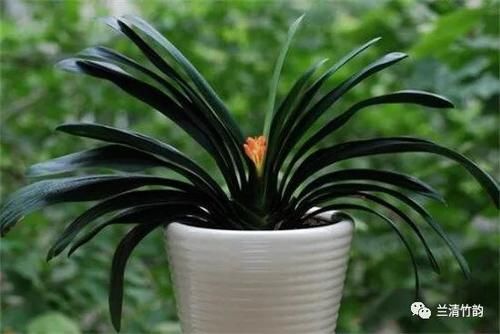 君子兰怎么养：君子兰夏天怎么浇水，早晚各一次注意盆内不宜有积水