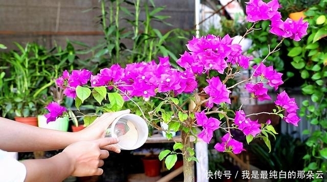 叶片|三角梅开败了?狠狠心,用3个“高招”,挤满新枝芽,又爆二茬花