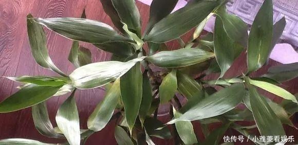 家里“过期”小药片,养花是个宝,丢在盆里,比生根水还管用!