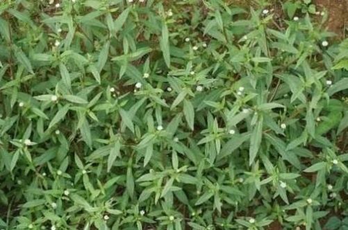 鳢肠|农民种植一常见的野草,才知价值高能补肝肾,白发、脱发不用愁!