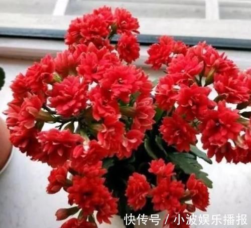 新手|花期最长的盆栽，家里养一盆，全年有花开，观赏性强，新手也能养