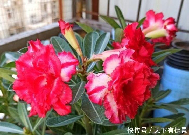 家中|5种花是花中劳模,一年四季开花不断,家中必备