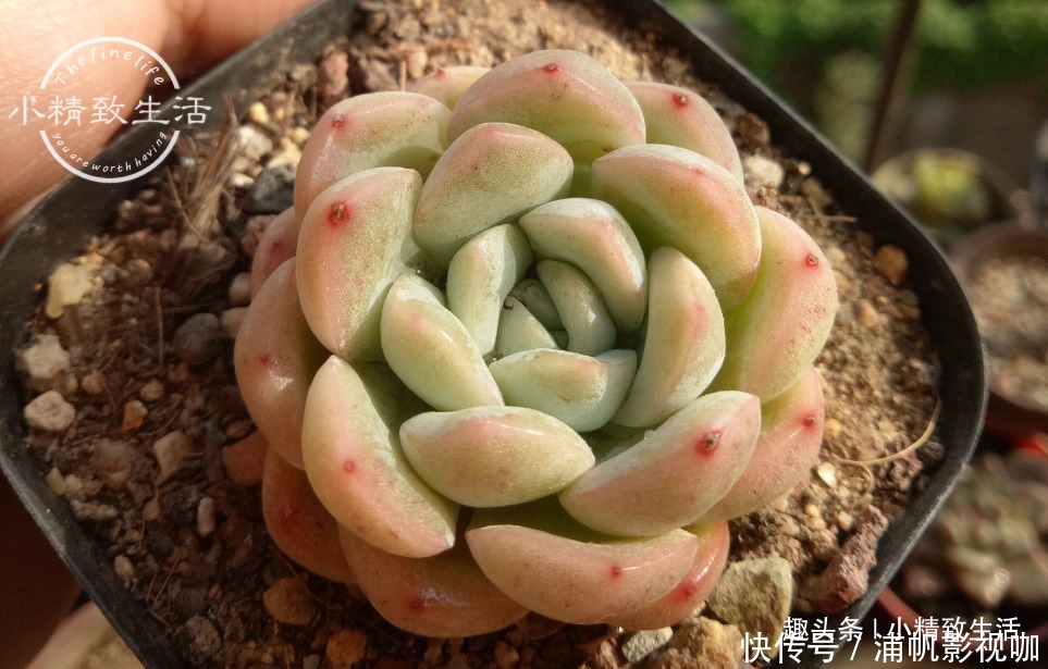 湿度|多肉一直不服盆，教你7个小方法，可快速发根，安全有效